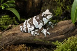Baumhöhlen-Krötenlaubfrosch, Trachycephalus resinifictrix