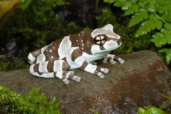 Baumhöhlen-Krötenlaubfrosch, Trachycephalus resinifictrix
