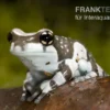 Baumhöhlen-Krötenlaubfrosch, Trachycephalus resinifictrix