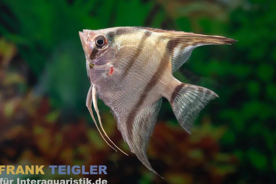 Belem Sky Skalar, Pterophyllum scalare Belem blue, DNZ