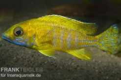 Benga-Pfauenbuntbarsch, Aulonocara baenschi "Benga", DNZ