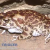 Berberkröte, Sclerophrys mauritanica