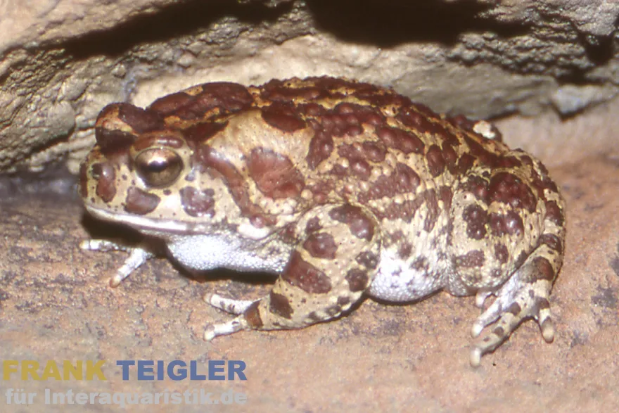 Berberkröte, Sclerophrys mauritanica