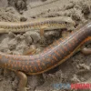 Berberskink, Eumeces schneiderii