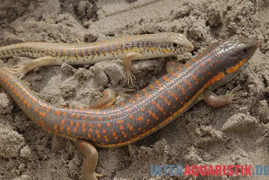 Berberskink, Eumeces schneiderii