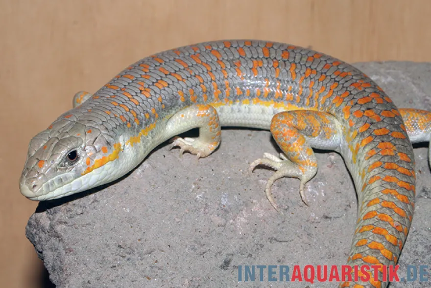 Berberskink, Eumeces schneiderii
