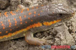 Berberskink, Eumeces schneiderii