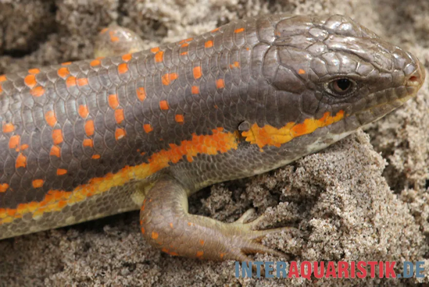 Berberskink, Eumeces schneiderii