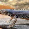 Bergmolch, Ichthyosaura alpestris