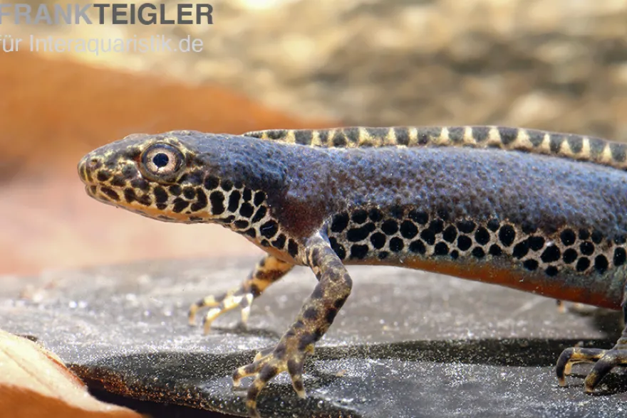 Bergmolch, Ichthyosaura alpestris
