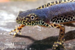 Bergmolch, Ichthyosaura alpestris