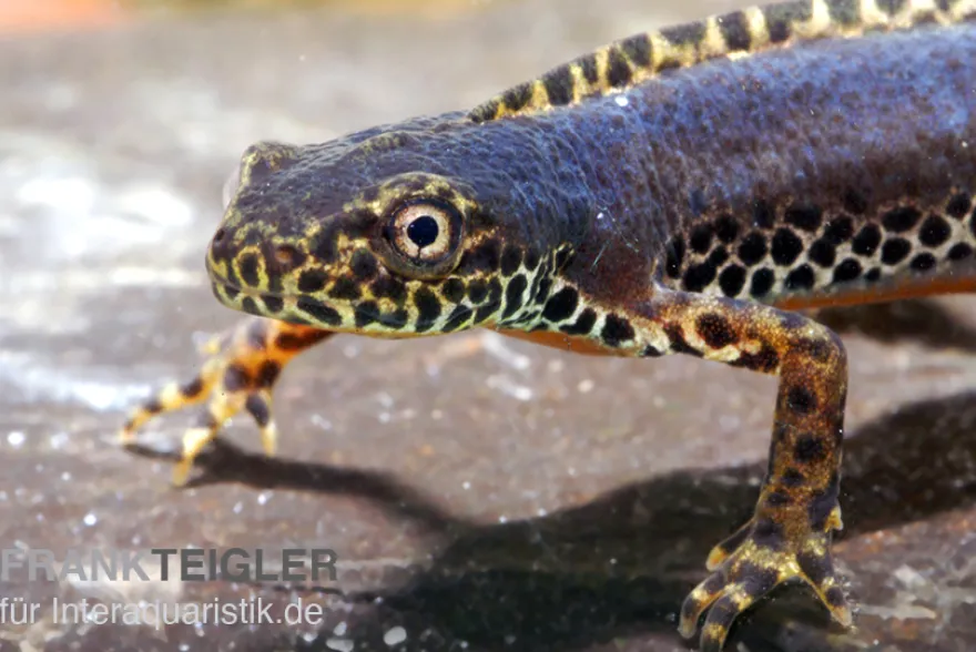 Bergmolch, Ichthyosaura alpestris