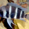 Beulenkopf-Cichlide Blue Mpimbwe, Cyphotilapia frontosa Blue Mpimbwe