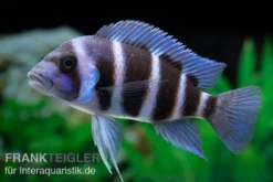 Beulenkopfcichlide Blue Zaire Mboba, Cyphotilapia frontosa Blue Zaire Mboba, 4-5 cm DNZ
