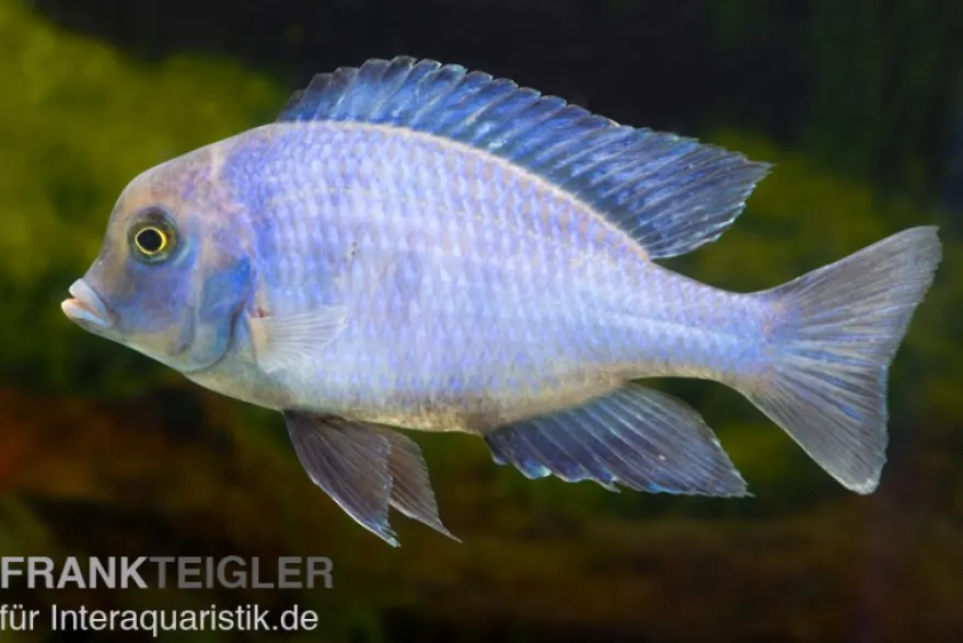 Beulenkopfmaulbrüter, Cyrtocara moorii, DNZ