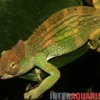 Böhme´s Zweihornchamäleon, Kinyongia boehmei