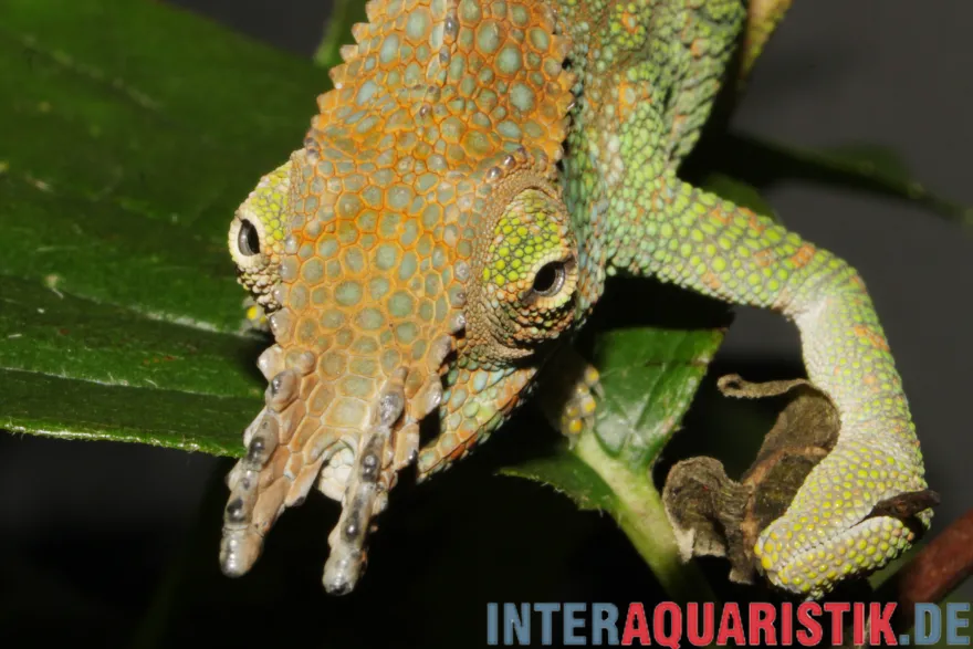 Böhme´s Zweihornchamäleon, Kinyongia boehmei