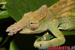 Böhme´s Zweihornchamäleon, Kinyongia boehmei