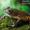 Big-Eye Frog, Leptopilis spec. Big-Eye Frog