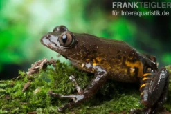 Big-Eye Frog, Leptopilis spec. Big-Eye Frog