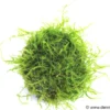 Biosphere Ball mit Javamoos (Versicularia Sputnik)