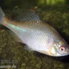 Bitterling, Rhodeus sericeus amarus, 4-5 cm (Kaltwasser), DNZ