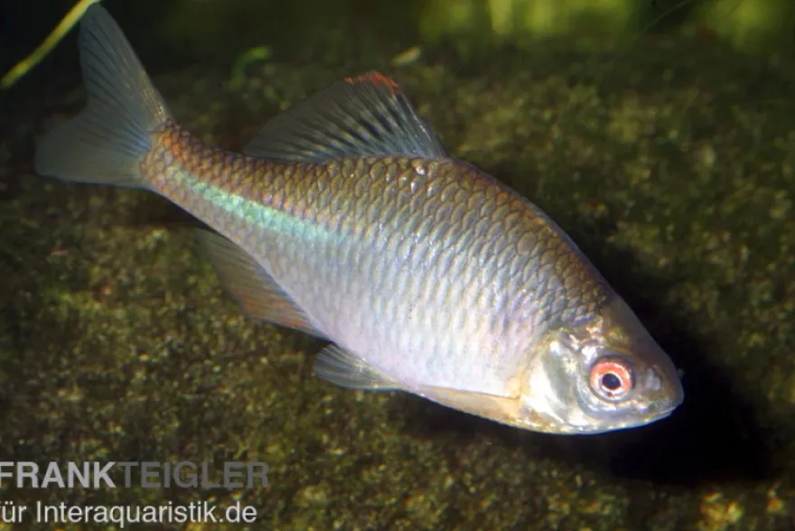 Bitterling, Rhodeus sericeus amarus, 4-5 cm (Kaltwasser), DNZ