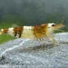 Black Bee Grade A Garnele, Caridina logemanni