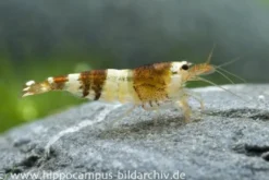 Black Bee Grade A Garnele, Caridina logemanni