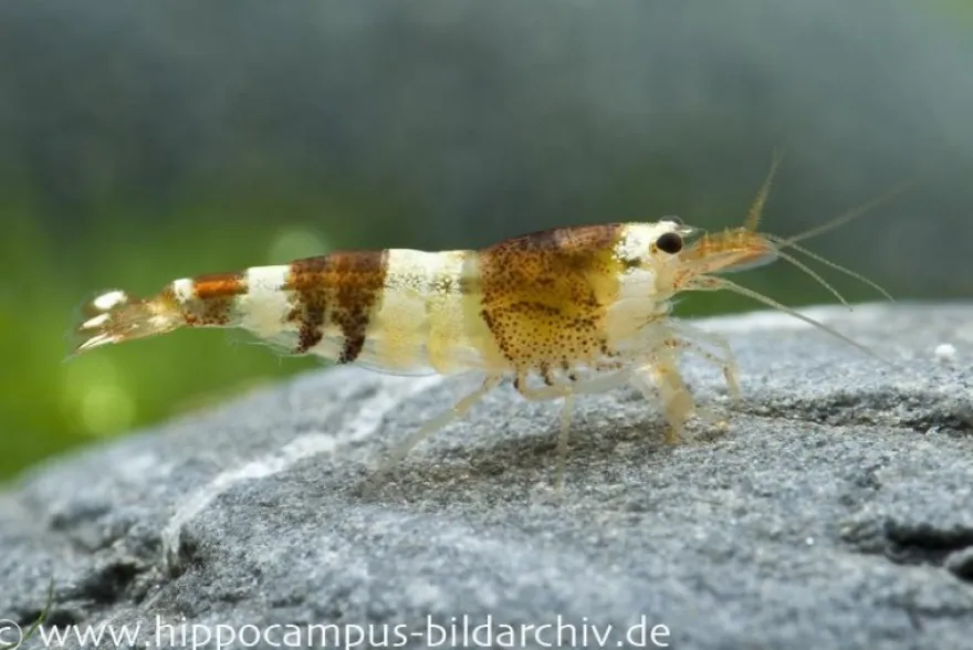 Black Bee Grade A Garnele, Caridina logemanni