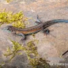 Blackbelly Racerunner, Aspidoscelis deppii