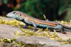 Blackbelly Racerunner, Aspidoscelis deppii