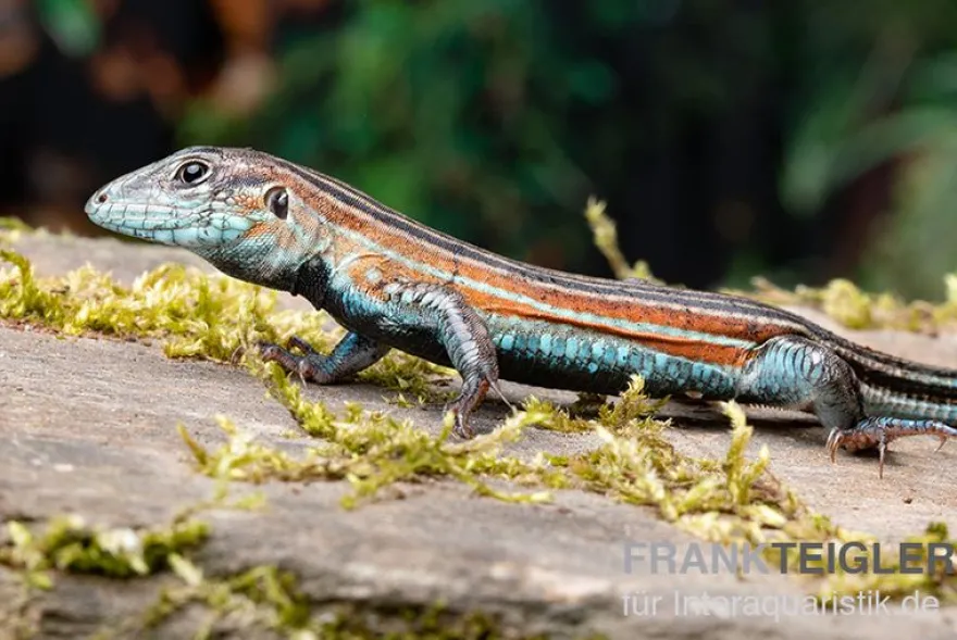 Blackbelly Racerunner, Aspidoscelis deppii