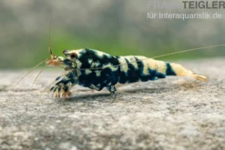 Black Galaxy Garnele Mix, Caridina spec.