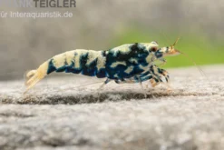 Black Galaxy Garnele Mix, Caridina spec.