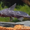 Black Lancer, Bagrichthys macracanthus