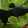 Black Molly Lyra, Poecilia sphenops
