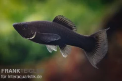 Black Molly Lyra, Poecilia sphenops