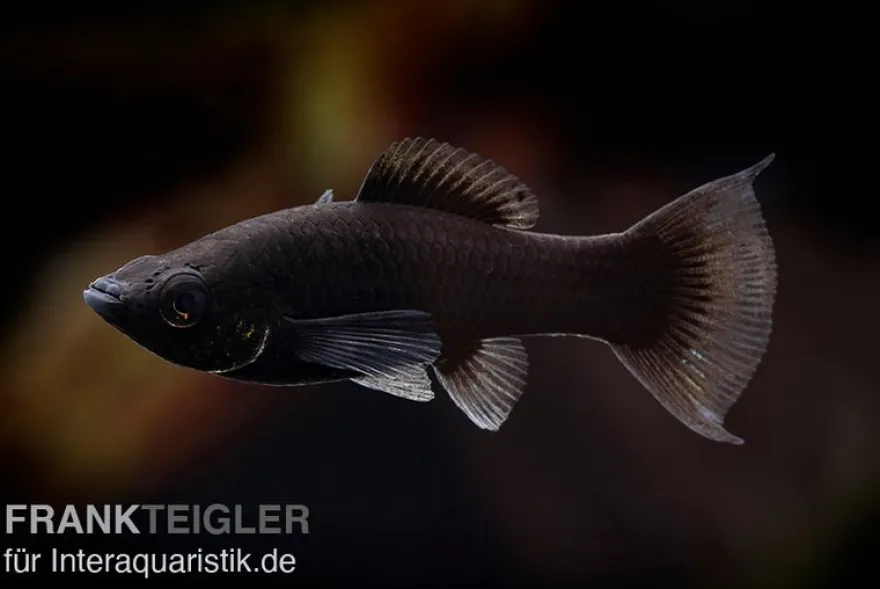 Black Molly Lyra, Poecilia sphenops