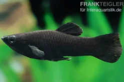 Black Molly, Poecilia sphenops