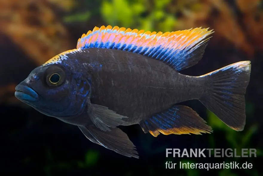 Black-orange-dorsale-Buntbarsch, Otopharynx spec. black orange dorsale