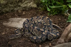 Black-Pastel-Königspython, Python regius