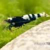 Black Pinto Garnele Mix, Caridina spec. Black Pinto Taiwan Bee