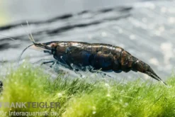 Black Sakura Garnele, Neocaridina davidi