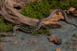 Black-Striped-Kornnatter, Pantherophis guttatus