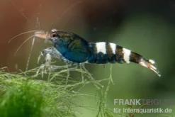 Black Zebra Pinto Garnele, Caridina spec. (Taiwan Bee)