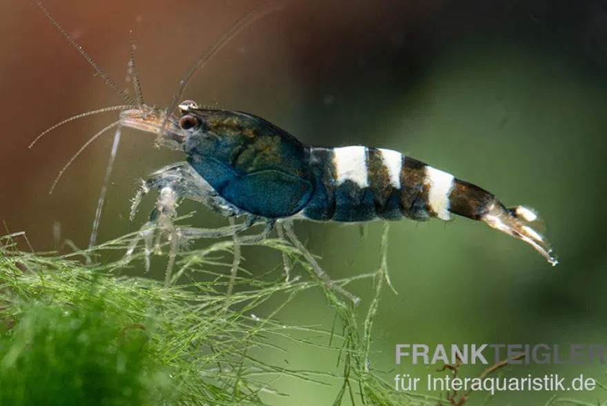 Black Zebra Pinto Garnele, Caridina spec. (Taiwan Bee)