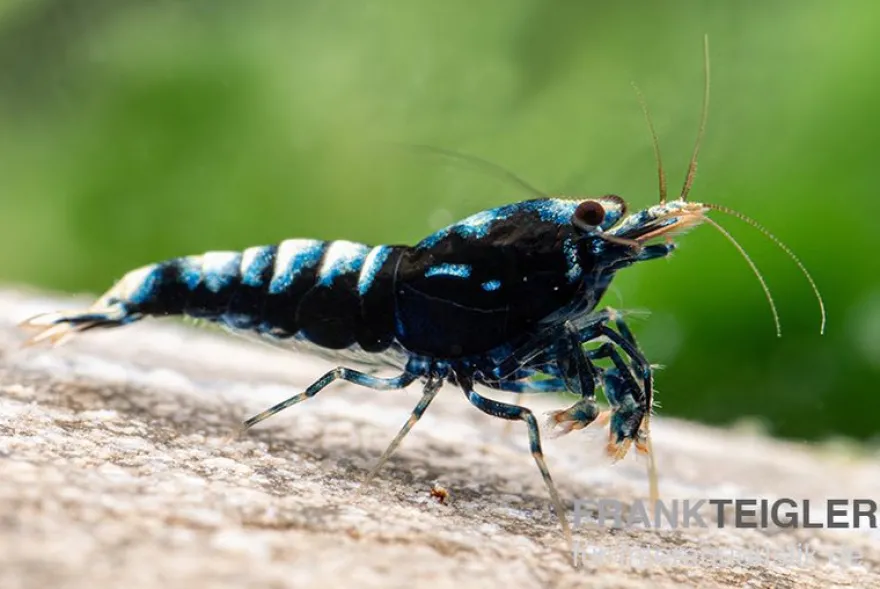 Black Zebra Pinto Garnele, Caridina spec. (Taiwan Bee)