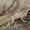 Blasse Wüstenagame, Trapelus pallidus