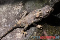 Blasse Wüstenagame, Trapelus pallidus